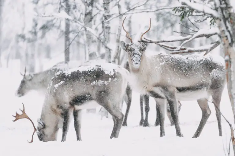 Fins Lapland
