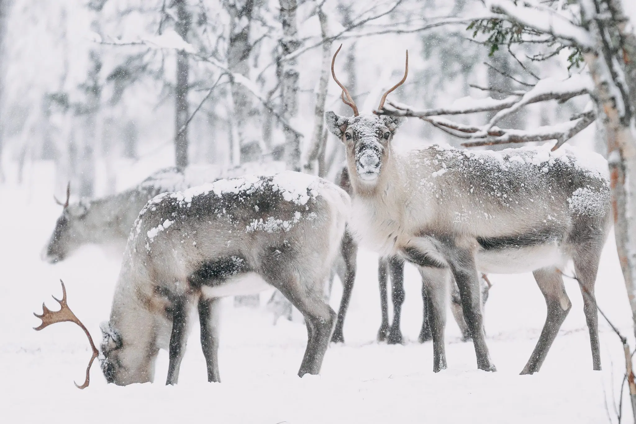 Fins Lapland