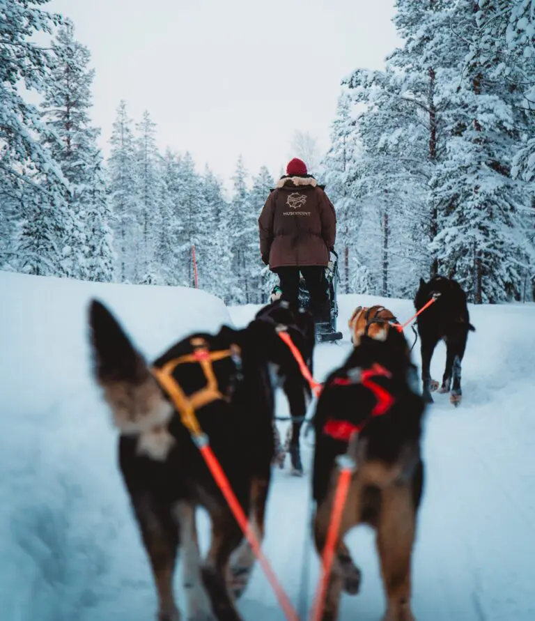 husky's