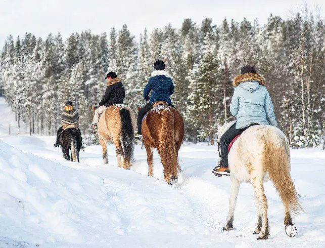 Paardrijden Lapland