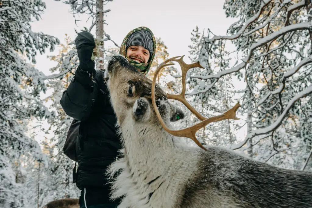 Lapland travel - lapland reizen - reindeer- rendier