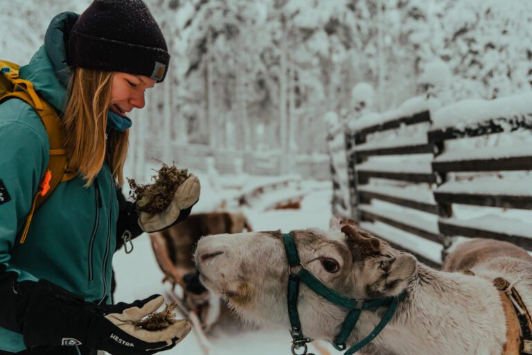 Lapland Rendieren