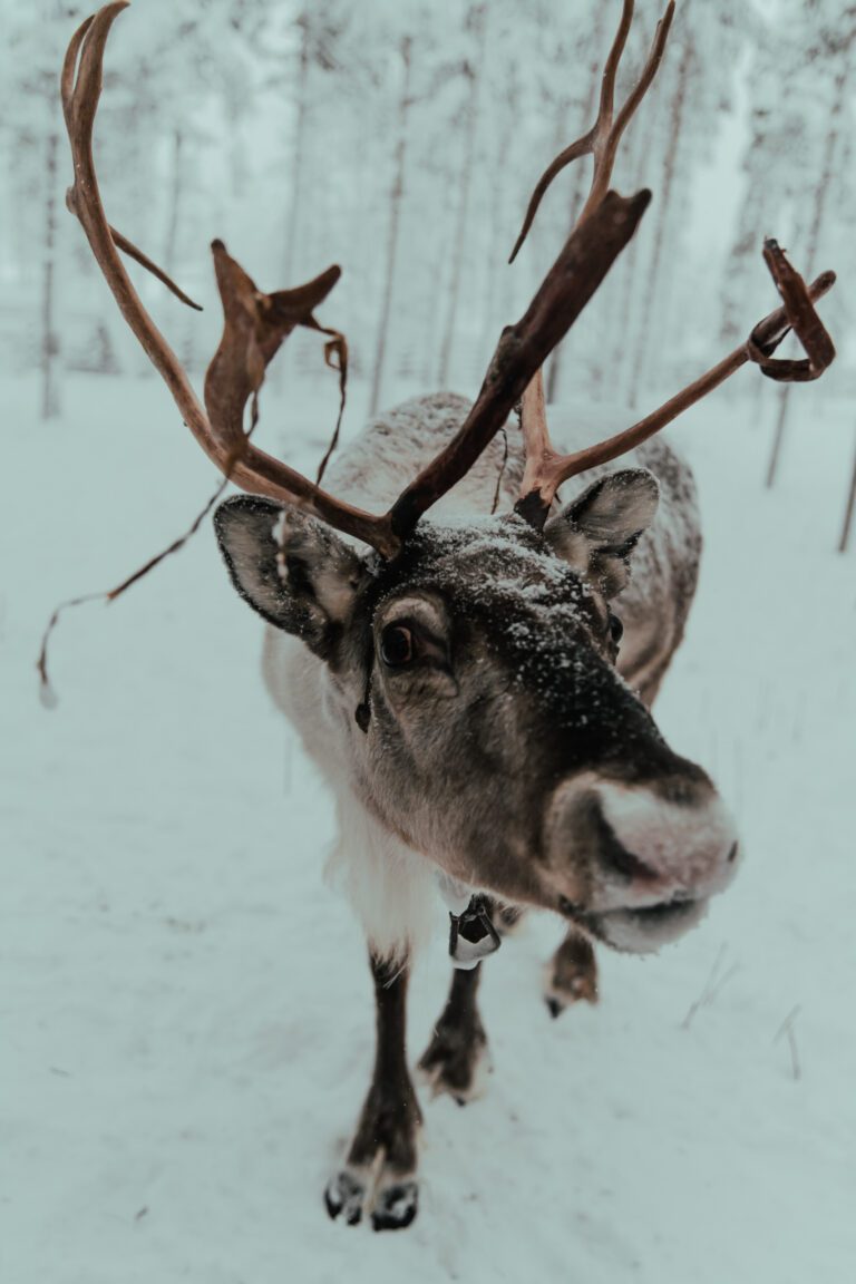 Lapland Rendieren