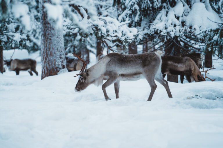 Lappland, Ylläsjarvi, Nordlichter